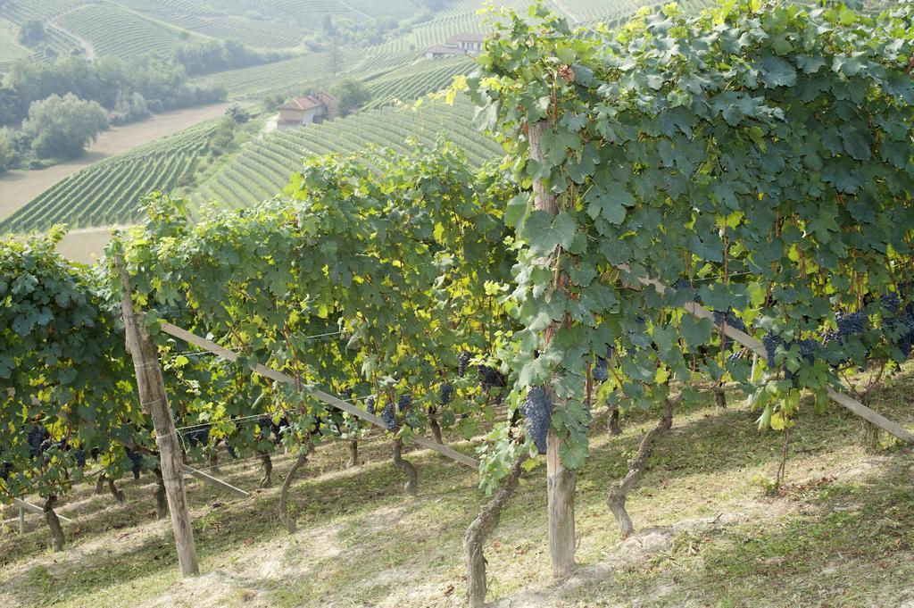 Agriturismo Rivella Villa Barbaresco Exterior photo